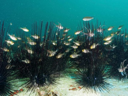 A swarm of fish, flag-fin cardinalfish (Ostorhinchus hoevenii), seeks shelter among black sea