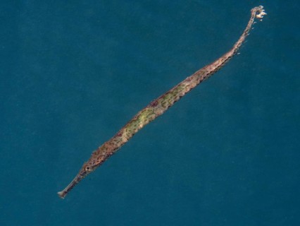 Triangular sea needle (Syngnathoides biaculeatus) swims elegantly in deep blue water. Secret Bay