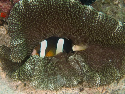 Clownfish, Clark's anemonefish (Amphiprion clarkii), is hiding in a sea anemone on a coral reef.