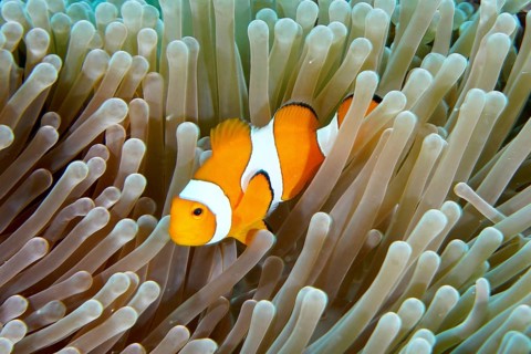 A false clownfish (Amphiprion ocellaris) snakes through the tentacles of a sea anemone. Coral