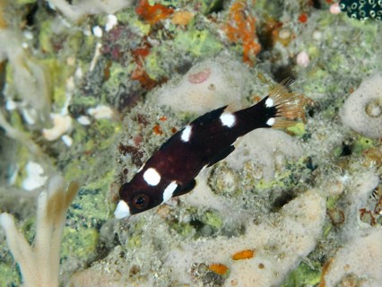 A small dark-colored fish with white spots, axillary spotted pigslipfish (Bodianus axillaris)