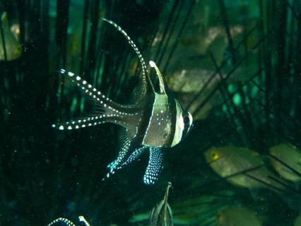 A swimming Banggai cardinalfish (Pterapogon kauderni) in a dense underwater area. Secret Bay Dive