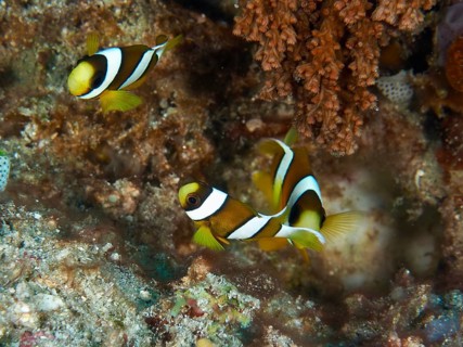 Three clownfish, Clark's anemonefish (Amphiprion clarkii) juvenile, swim vividly across a colorful