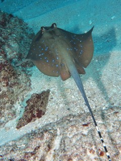 A speckled ray, blue-spotted ray (Neotrygon kuhlii), swims over sandy seabed. SD Dive Site, Nusa