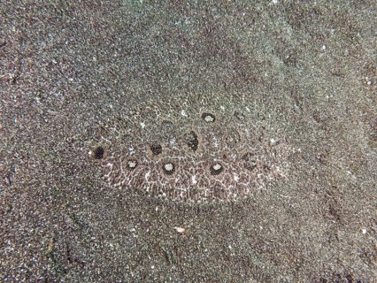 A flatfish, angler butt (Asterorhombus fijiensis), butt, is hidden in the sand and is well