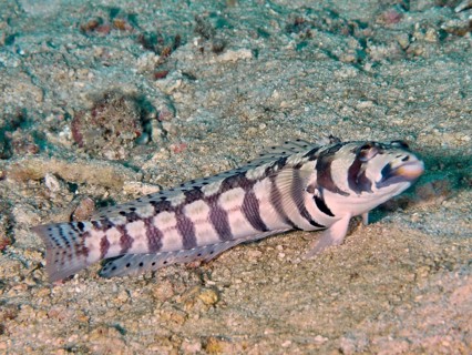 A striped sand bass, eye strip sand bass (Parapercis tetracantha) rests on the sandy seabed near