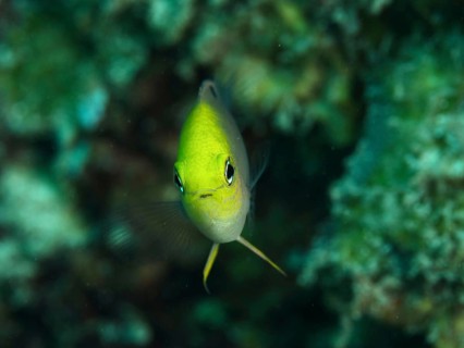 A yellow fish, Ambon demoiselle (Pomacentrus amboinensis), swims in green surroundings, close up of