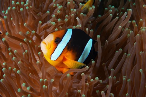 A clownfish, Clark's anemonefish (Amphiprion clarkii), hides between the tentacles of a sea anemone