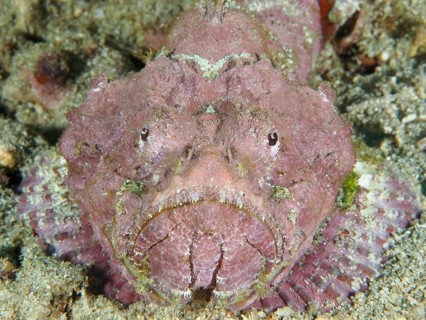 Pink humpback scorpionfish (Scorpaenopsis diabolus) on sandy subsoil in the ocean. Pidada Dive