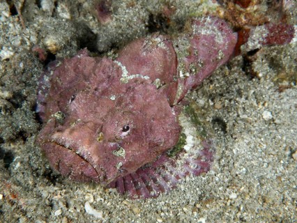 Pink humpback scorpionfish (Scorpaenopsis diabolus) on sandy soil. Pidada Dive Site, Penyapangan,