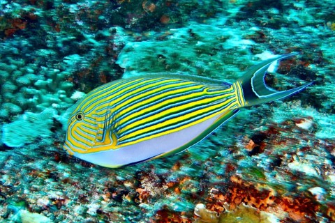 A colorful striped blue-striped doctorfish (Acanthurus lineatus) in the turquoise waters of the sea