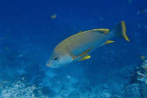 A blue-lipped snapper (Lutjanus rivulatus) swims in blue water. Its fins are yellow in color. Coral