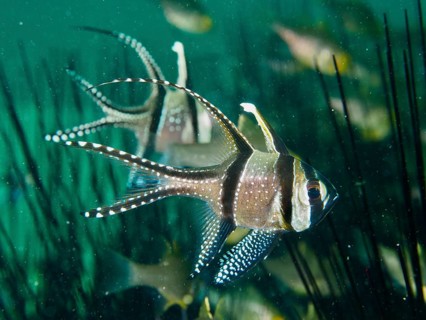 Swimming Banggai cardinalfish (Pterapogon kauderni) seeks shelter between the spines of diadem sea