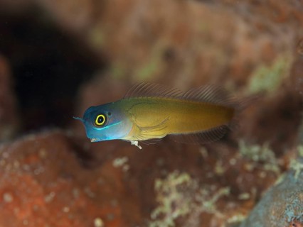 A colorful hagfish, blue-headed hagfish (Ecsenius ops) hovers over a coral reef. Spice Reef Dive