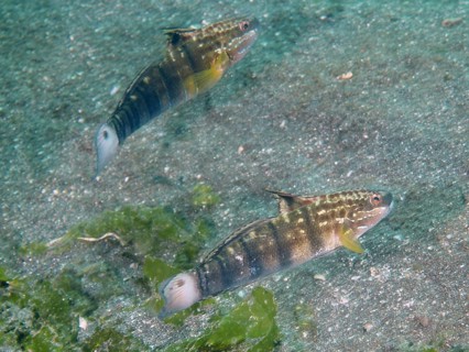 Two olive-green striped fish, dredge gobius (Amblygobius phalaena), swim side by side on sandy