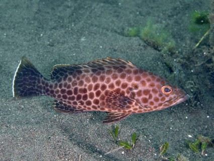 A brown fish with a spotted pattern, areolate grouper (Epinephelus areolatus), swims above the