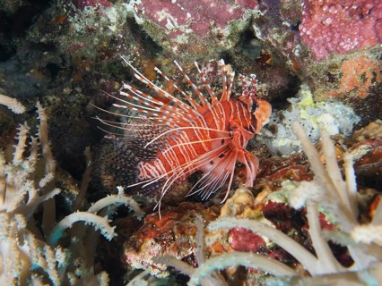 A red and white lionfish, antennal lionfish (Pterois antennata) with long fins in a coral reef.