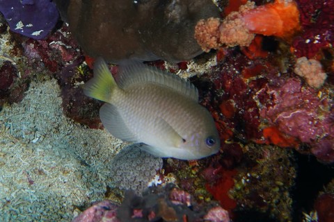 A gray fish, Ambon demoiselle (Pomacentrus amboinensis), moves near colorful corals on the reef.