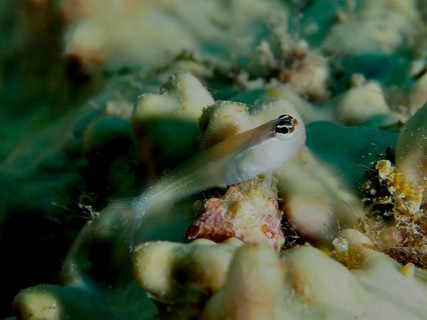 A small hagfish, banda-comb-toothed slimefish (Ecsenius bandanus), rests on corals. Sweet Reef Dive