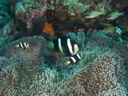 Two clownfish, Clark's anemonefish (Amphiprion clarkii) melanistic, swim in a sea anemone on a