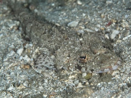 Grey Celebes crocodilefish (Thysanophrys celebica) with changing patterns to camouflage in the sand