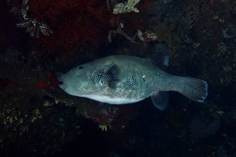 A dark, spotted pufferfish, blue spot pufferfish (Arothron caeruleopunctatus), in the sea against a
