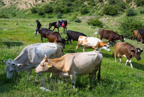 Herd of cows on a green pasture with hilly landscape in the background, Vayots Dzor province,