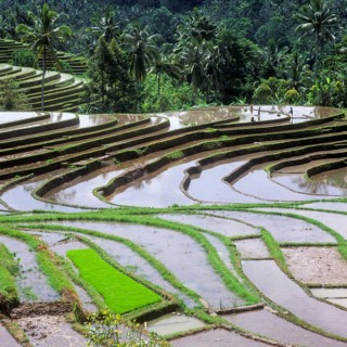 Terrace rice paddies north of Antosari, Bali, Indonesia