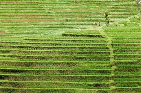 Rice terraces near Antosari, Bali, Indonesia
