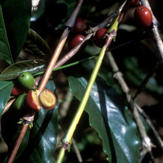 Coffee tree with coffee beans, Bali, Indonesia
