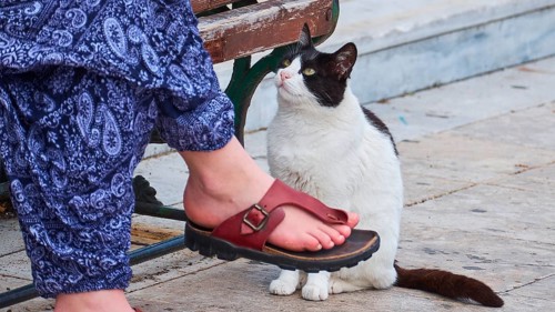 Old town of Nauplion, A black and white cat sits attentively in front of a person wearing brown
