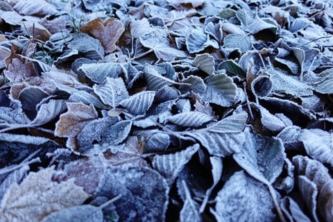 Frost has formed on the leaves lying on the ground in the cold, Wetterau, Gedern, Hesse, Germany