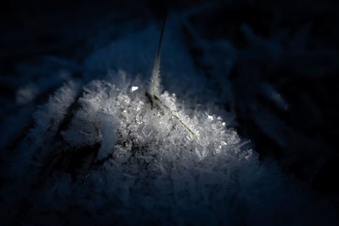 The winter sun shines on two blades of grass around which frost has formed in the cold, Wetterau,