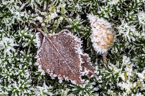 Birch leaves (Betula pendula) on moss in hoarfrost, Emsland, Lower Saxony, Germany