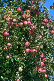 Rore apples (Malus) on a tree, Othenstorf, Mecklenburg-Western Pomerania, Germany
