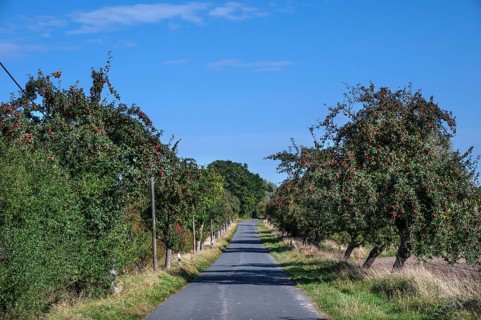 Alley of apple trees (Malus) with ripe apples on a country road, Orthenstorf, Mecklenburg-Western