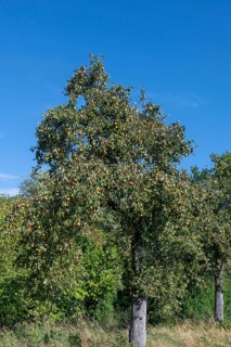 Pear tree (Pyrus) full of ripe fruit, blue sky, Othestorf, Mecklenburg-Western Pomerania, Germany