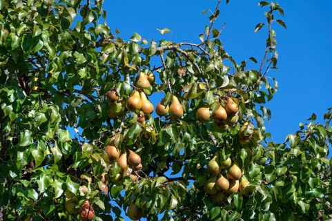 Ripe pears (Pyrus) on a tree, blue sky, Othenstorf, Mecklenburg-Western Pomerania, Germany