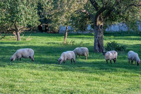 Sheep (Ovis gmelini) on an orchard, Othenstorf, Mecklenburg-Western Pomerania, Germany
