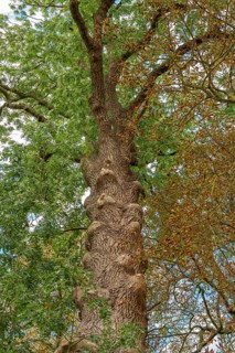 Old ash tree (Fraxinus excelsior) on an estate, Othenstorf, Mecklenburg. -Vorpommern, Germany