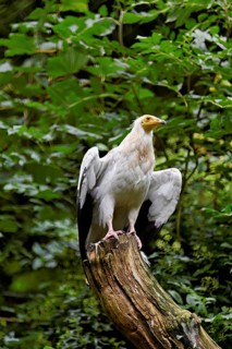 Dirty vulture (Neophron percnopterus) sitting on tree stump, captive, Switzerland
