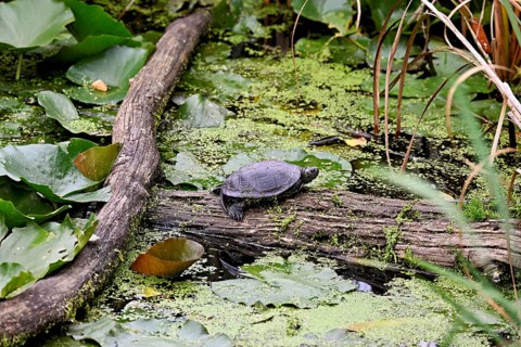 European pond turtle (Emys orbicularis) sitting on tree trunk, Switzerland