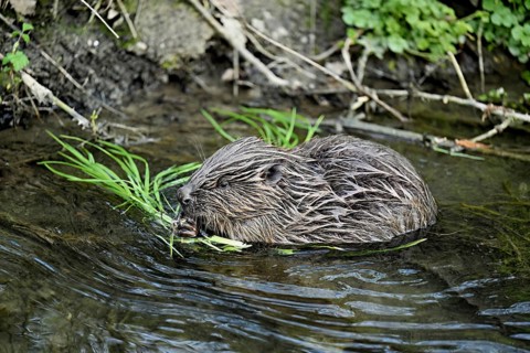 Eurasian beaver, European beaver (Castor fiber), grass-eating on the banks of a stream, Canton of