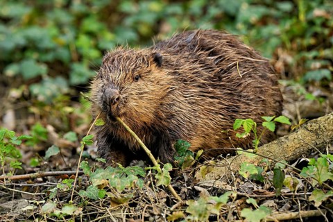 Eurasian beaver, European beaver (Castor fiber), eats leaves on the banks of a stream, Canton of