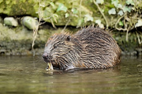 Eurasian beaver, European beaver (Castor fiber), grass-eating in water, Canton of Zug, Switzerland