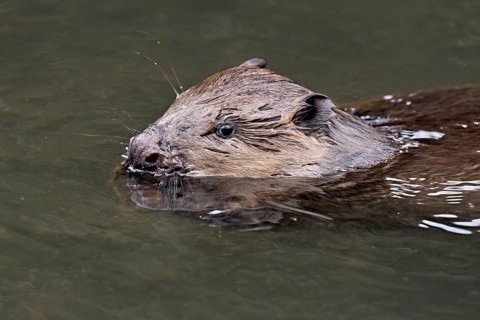 Eurasian beaver, European beaver (Castor fiber), eating an acorn in the water, Canton of Zug,