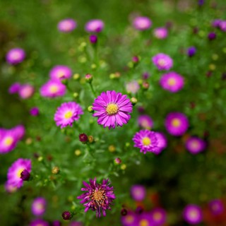 Alpine aster (Aster alpinus), blooming, Chamonix, France
