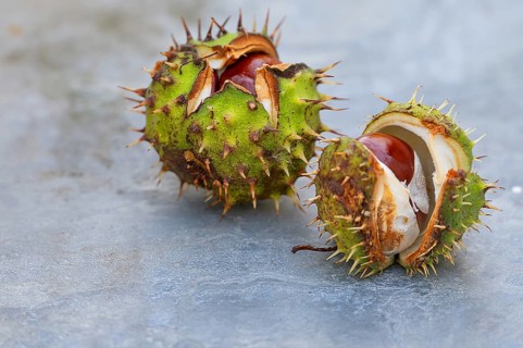 Two broken chestnuts (Castanea), Mecklenburg, -Vorpommern, Germany