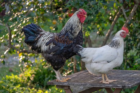 Rooster and hen (Gallus gallus domesticus) on a garden table, Othenstorf, Mecklenburg-Western