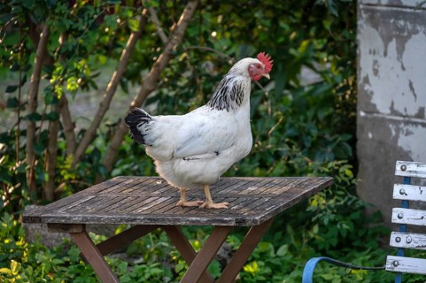 A white hen (Gallus gallus domesticus) on a garden table, Othenstorf, Mecklenburg-Western